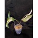 Syngonium Podophyllum Albo Varagata “Blinding Light”